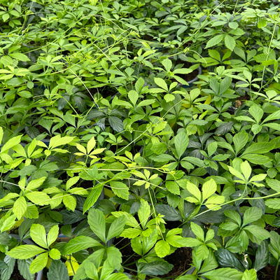 Jiaogulan, Kölle Bio, 12cm Topf, frisch aus unserer Bio-Gärtnerei Jiaogulan, Kölle Bio, 12cm Topf, frisch aus unserer Bio-Gärtnerei