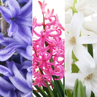 Hyazinthe, weiß, rosa & blau, vorgetrieben, Topf-Ø 14 cm, 3 Pflanzen