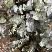 Eukalyptus, Pyramide, Topf-Ø 27 cm, Höhe ca. 105 cm