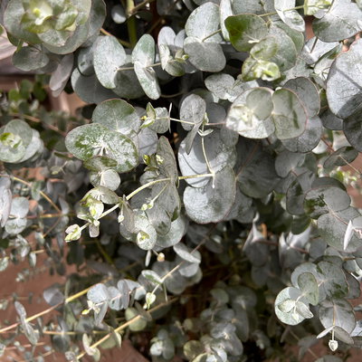 Eukalyptus, Pyramide, Topf-Ø 27 cm, Höhe ca. 105 cm