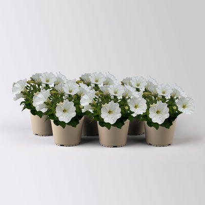 Petunie weiß, hängend, Topf-Ø 13 cm, 6 Pflanzen