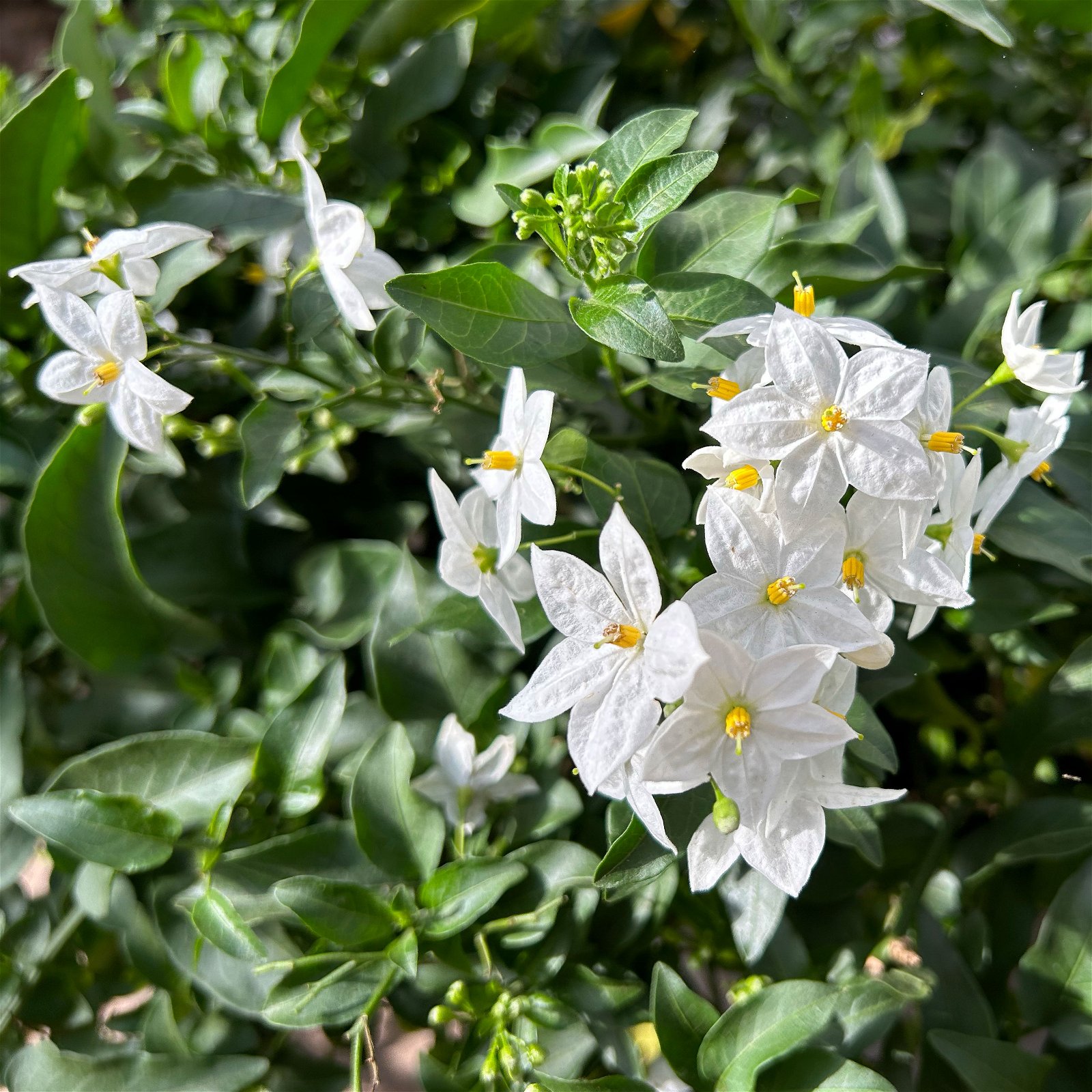 Sommerjasmin weiß, Busch, Topf-Ø 27 cm