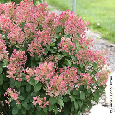 Kompakte Rispenhortensie 'Little Quick Fire'®, weiß, 3er-Set, Topf 5 Liter