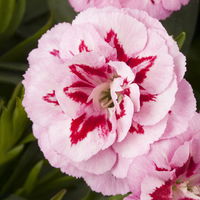 Dianthus 'Oscar®' zweifarbig, Topf-Ø 13 cm, 6 Stück