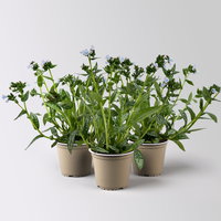 Bio Lungenkraut 'Opal', hellblau, Topf-Ø 12 cm, 3 Pflanzen Bio Lungenkraut 'Opal', hellblau, Topf-Ø 12 cm, 3 Pflanzen