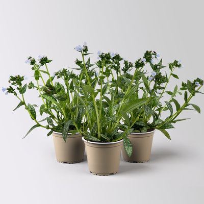 Bio Lungenkraut 'Opal', hellblau, Topf-Ø 12 cm, 3 Pflanzen Bio Lungenkraut 'Opal', hellblau, Topf-Ø 12 cm, 3 Pflanzen