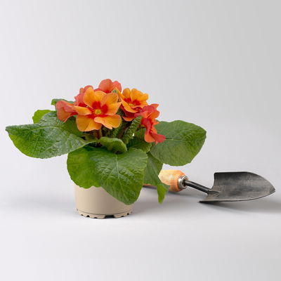 Primel 'Raesberry', Farben zufällig, mit rotem Auge Topf-Ø 11 cm, 8 Pflanzen Primel 'Raesberry', Farben zufällig, mit rotem Auge Topf-Ø 11 cm, 8 Pflanzen