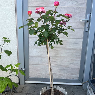 Stammrose 'Käthchen von Heilbronn'®, Edelrose, Stammhöhe 60cm, Topf 7,5 Liter Stammrose 'Käthchen von Heilbronn'®, Edelrose, Stammhöhe 60cm, Topf 7,5 Liter