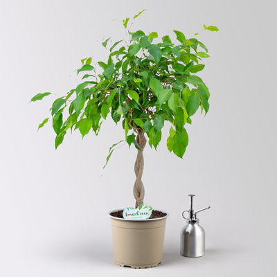 Birkenfeige 'Excotica', Flechtstamm, Topf-Ø 17 cm, Höhe ca. 70 cm Birkenfeige 'Excotica', Flechtstamm, Topf-Ø 17 cm, Höhe ca. 70 cm