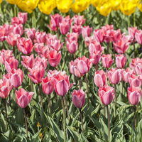 Tulpe rosa/pink, Sorte zufällig, vorgetrieben, Topf-Ø 10 cm, 6 Pflanzen