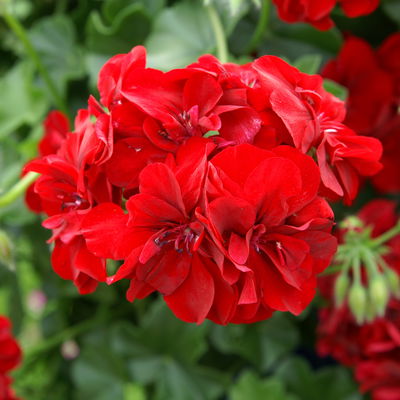 Geranie rot, hängend, Topf-Ø ca. 10,5 cm, 8 Pflanzen Geranie rot, hängend, Topf-Ø ca. 10,5 cm, 8 Pflanzen