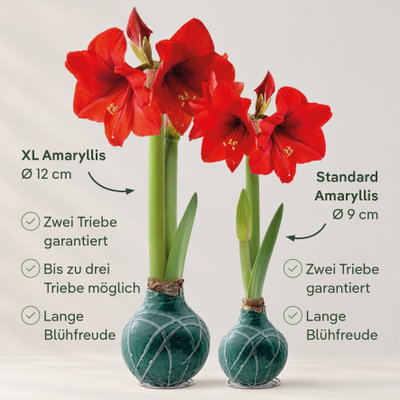 Amaryllis in Wachs XL, Dekor 'Velvet Rot', Blüte rot, 2 Pflanzen Amaryllis in Wachs XL, Dekor 'Velvet Rot', Blüte rot, 2 Pflanzen