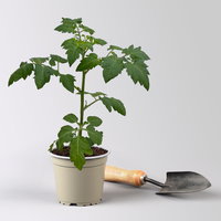 Bio Kirschtomate 'Pepe', Topf-Ø 12 cm, 3 Pflanzen