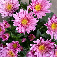 Chrysanthemen 'Chrysanne® Anemona Pink', pink, Topf-Ø 13 cm, 4 Pflanzen