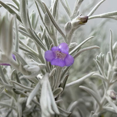 Emustrauch, lila, Topf-Ø 27 cm Emustrauch, lila, Topf-Ø 27 cm