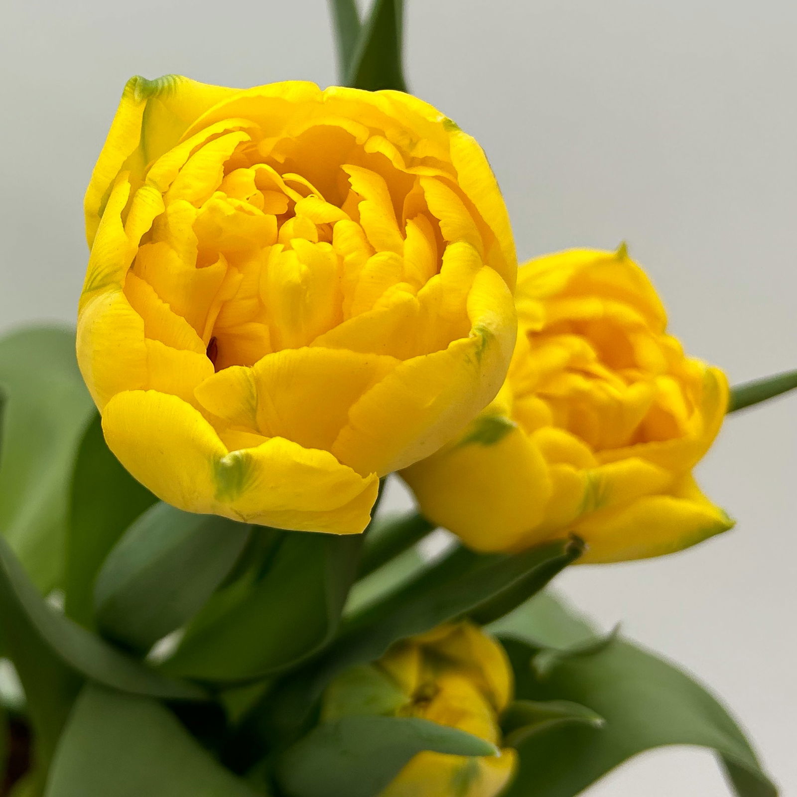 Tulpe, gelb, gefüllt, vorgetrieben, Topf-Ø 15 cm, 3 Pflanzen Tulpe, gelb, gefüllt, vorgetrieben, Topf-Ø 15 cm, 3 Pflanzen