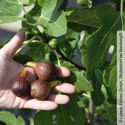 Feige 'Gustis® Morena', Busch, Topf 5 Liter