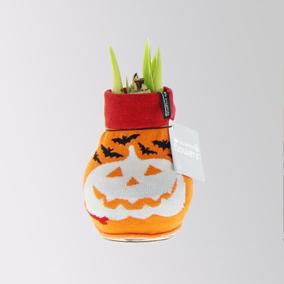 Amaryllis in Wachs, Dekor 'Pullover Halloween' , Farbe zufällig, Blüte rot Amaryllis in Wachs, Dekor 'Pullover Halloween' , Farbe zufällig, Blüte rot