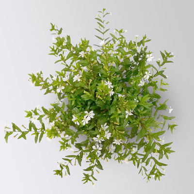 Japanische Scheinmyrte, weiß, Topf-Ø 11 cm, 6 Pflanzen