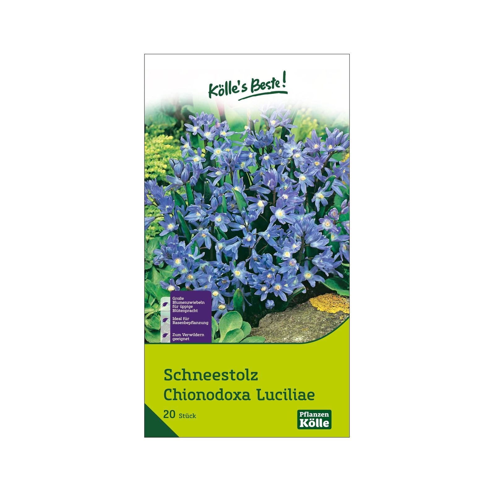 Schneestolz (Chionodoxa Luciliae) blau, 20 Blumenzwiebeln