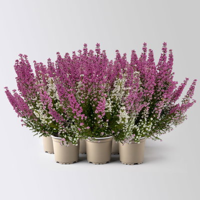 Glockenheide 'Duo', rosa-weiß, Topf-Ø 11 cm, 6 Pflanzen Glockenheide 'Duo', rosa-weiß, Topf-Ø 11 cm, 6 Pflanzen