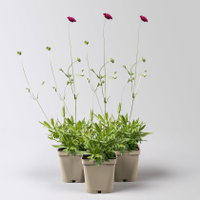 Bio Witwenblume, rot, Topf 11x11 cm, 3 Pflanzen Bio Witwenblume, rot, Topf 11x11 cm, 3 Pflanzen
