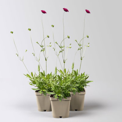 Bio Witwenblume, rot, Topf 11x11 cm, 3 Pflanzen Bio Witwenblume, rot, Topf 11x11 cm, 3 Pflanzen
