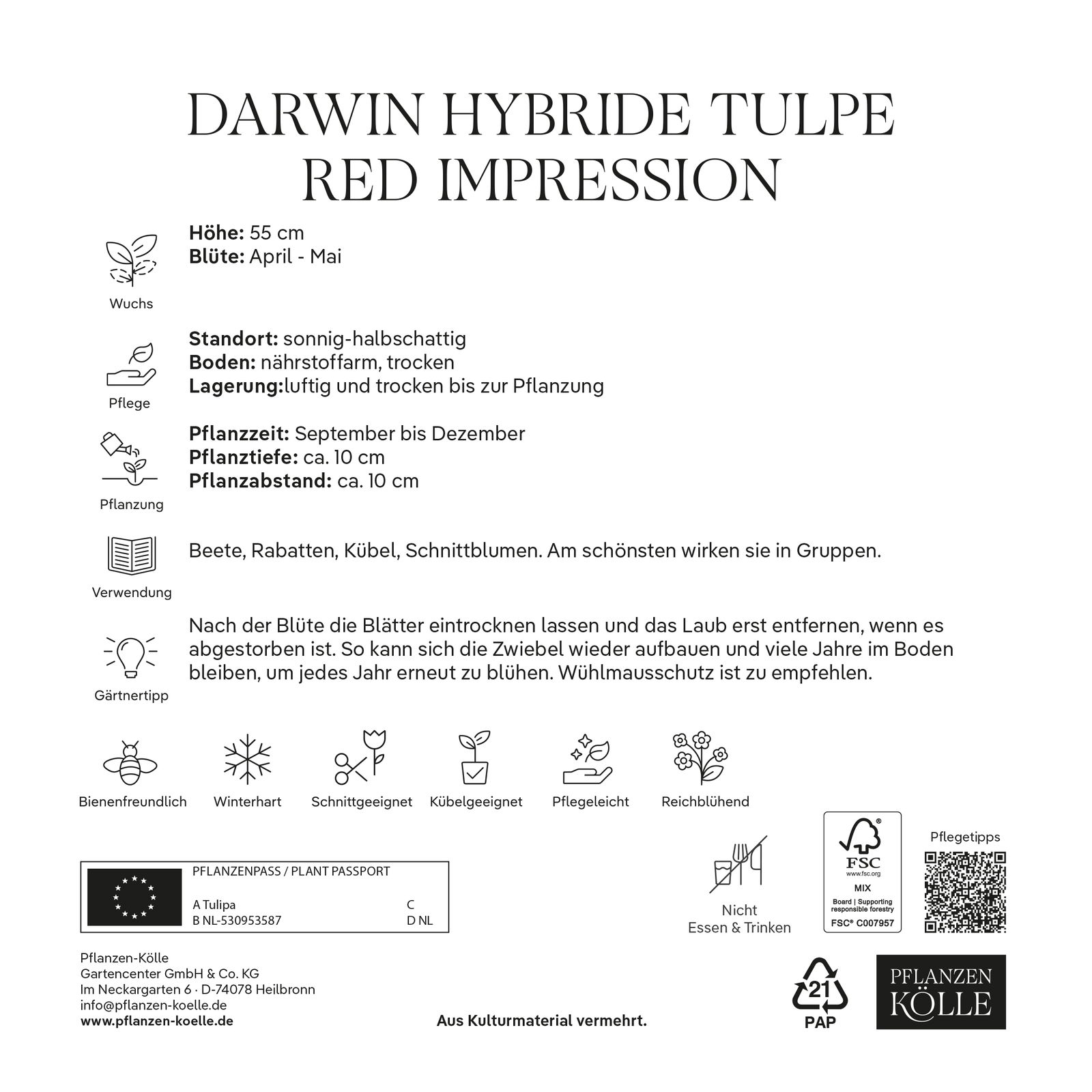 Darwin Hybride Tulpen Red Impression rot, 7 Blumenzwiebeln