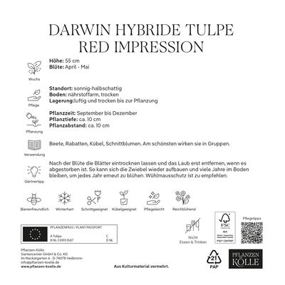 Darwin Hybride Tulpen Red Impression rot, 7 Blumenzwiebeln