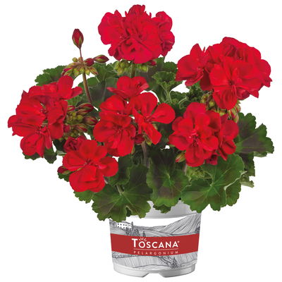 Geranie kirschrot, stehend, Topf-Ø 13 cm, 6 Stück