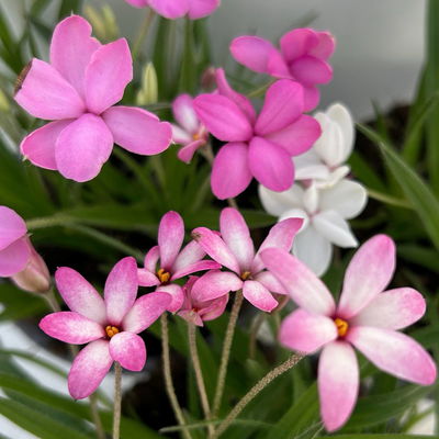 Grasstern, Farbe zufällig, Topf-Ø 13 cm, 6er-Set Grasstern, Farbe zufällig, Topf-Ø 13 cm, 6er-Set