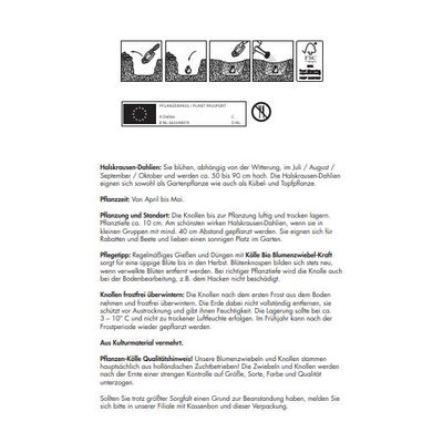 Kölles Beste Blumenknollen Halskrausen-Dahlie 'Fashion Monger'