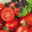 Tomatenpflanzen Dattel Mix F1, Topf-Ø 12 cm, 5er-Set