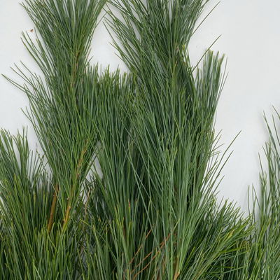 Seidenkiefer im Handbund, ca. 100-120 cm lang, 5 Bund Seidenkiefer im Handbund, ca. 100-120 cm lang, 5 Bund