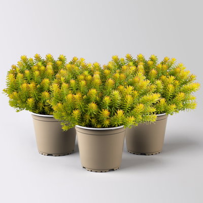 Fetthenne, Fettblatt gelb, Topf Ø 12 cm, 3 Pflanzen