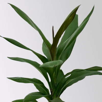 Grünpflanzenkreation Keulenlilien-Dreierlei, Topf-Ø 12 cm, 3 Pflanzen