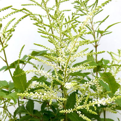 Astilbe arendsii, weiß, Topf-Ø 15 cm, 2er-Set