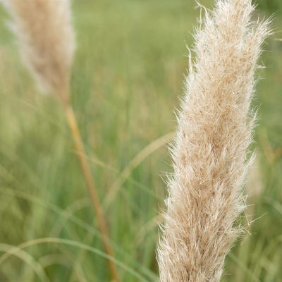 Bio Pampasgras 'Pumila', Topf 5 Liter