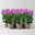 Geranie 'Ivy League™ Amethyst' lila-pink, hängend, Topf-Ø 13 cm, 6er-Set Geranie 'Ivy League™ Amethyst' lila-pink, hängend, Topf-Ø 13 cm, 6er-Set