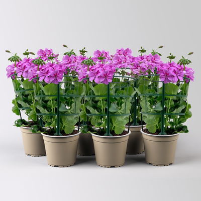 Geranie 'Royal Blue 25' lila-pink, hängend, Topf-Ø 13 cm, 6er-Set Geranie 'Royal Blue 25' lila-pink, hängend, Topf-Ø 13 cm, 6er-Set