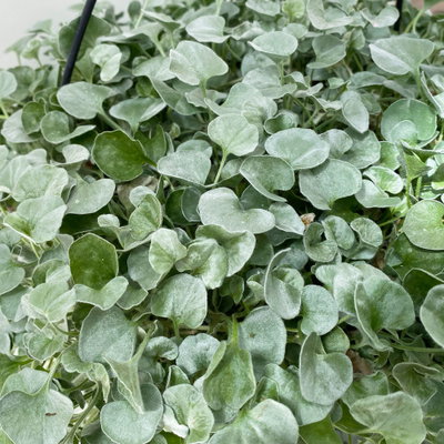 Silberregen, silbergrau, Ampeltopf-Ø 27 cm Silberregen, silbergrau, Ampeltopf-Ø 27 cm
