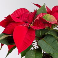 Bio Weihnachtsstern, rot, Topf-Ø 12 cm, 3 Pflanzen