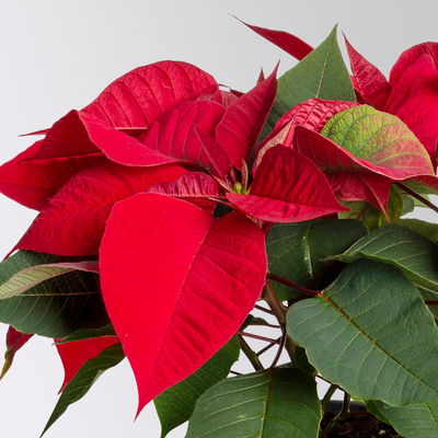 Bio Weihnachtsstern, rot, Topf-Ø 12 cm, 3 Pflanzen