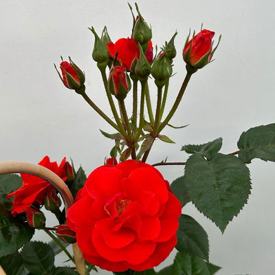 Beetrose 'Westpoint'®, blutorange, Doppelbogen, Topf 10 Liter