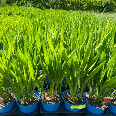 Bio Montbretie 'Lucifer' rot, Topf 3 Liter