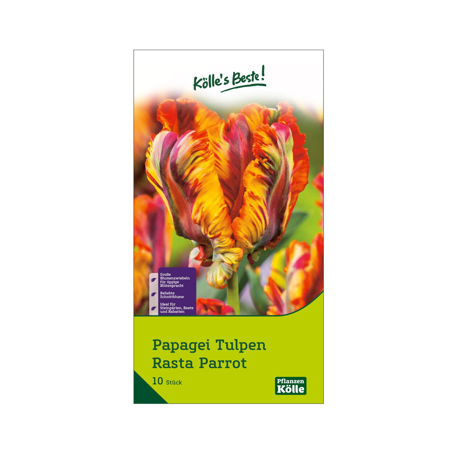 Papagei-Tulpen 'Rasta Parrot', goldgelb, Größe 11/12, 10 Blumenzwiebeln