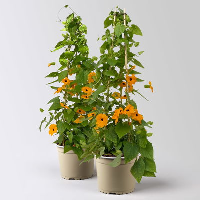 Schwarzäugige Susanne, orange, Pyramide, Topf-Ø 17 cm, Höhe ca. 70cm, 2 Pflanzen