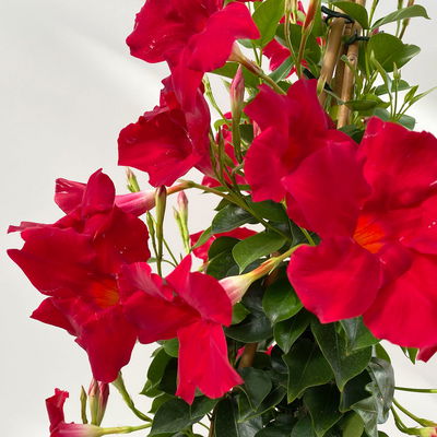 Dipladenie, rot, Pyramide, Topf-Ø 17 cm, Höhe ca. 70 cm, 2 Pflanzen