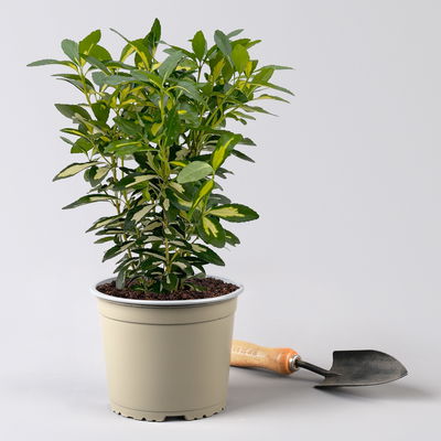 Japanischer Spindelstrauch 'Goldqueen'Ⓢ, Topf-Ø 17 cm, 2er-Set Japanischer Spindelstrauch 'Goldqueen'Ⓢ, Topf-Ø 17 cm, 2er-Set