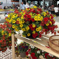 Zauberglöckchen 'Cali-Ton-009', gelb-rot, Topf-Ø 13 cm, 6 Pflanzen Zauberglöckchen 'Cali-Ton-009', gelb-rot, Topf-Ø 13 cm, 6 Pflanzen